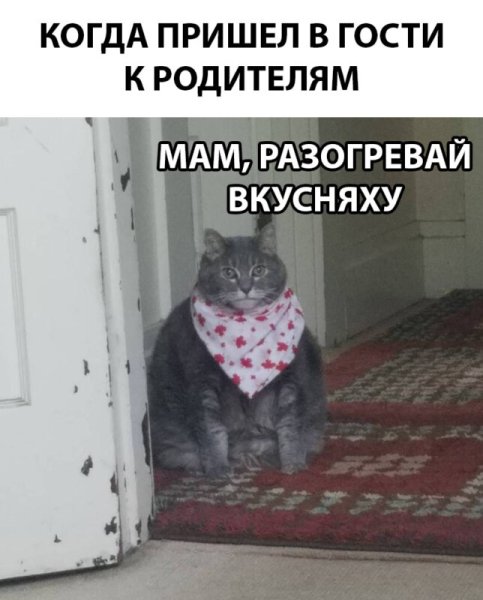 Толстый кот в платочке