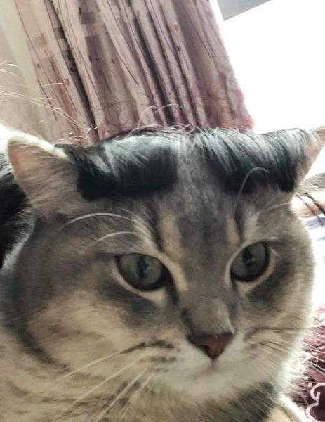 Кот с челкой на голове