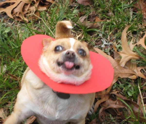 Тупая собака