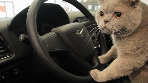 Крутой кот за рулем