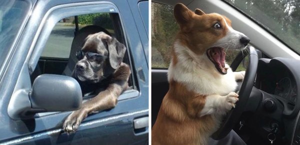 Собака за рулем