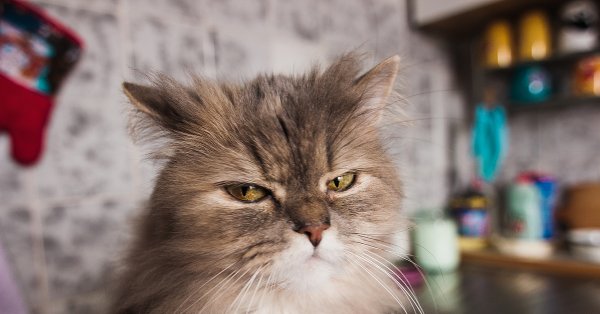 Подозрительный рыжий кот