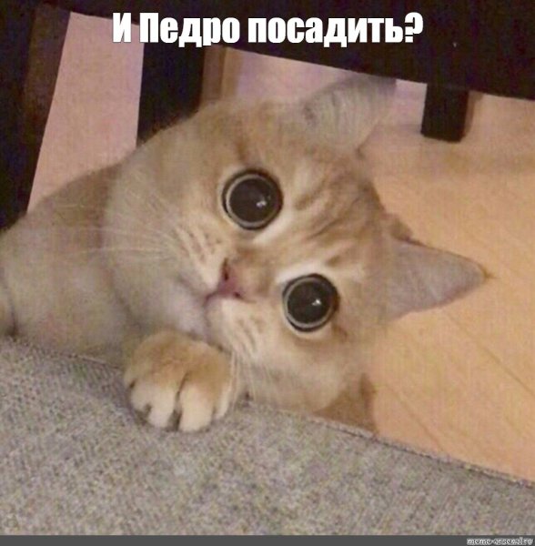 Просящий кот Мем