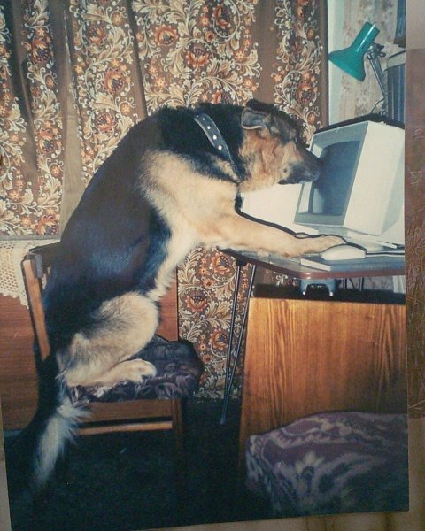 Собака за компьютером сгорбившись
