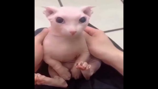 Шлепа и БИНГУС