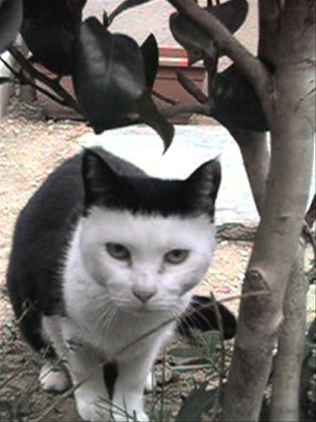 Кот со смешной челкой