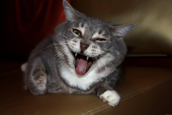 Кошка ржет