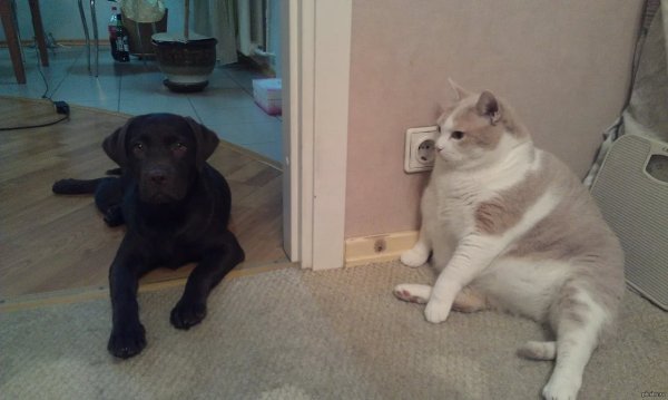 Смешные мемы про животных