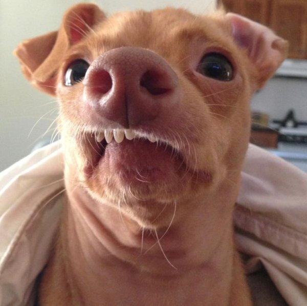 Угарные собаки