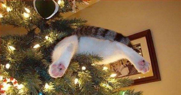 Кошка и елка