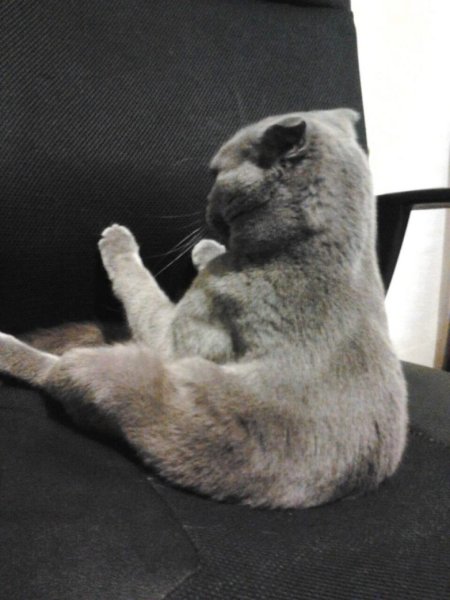 Кот обиделся