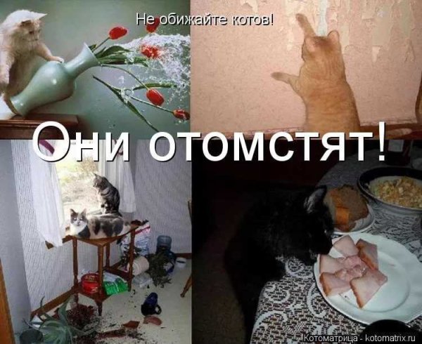 Кот отомстил