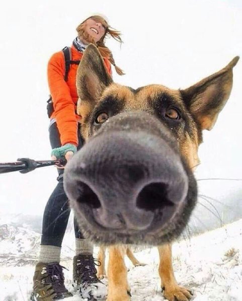 Овчарка с большим носом