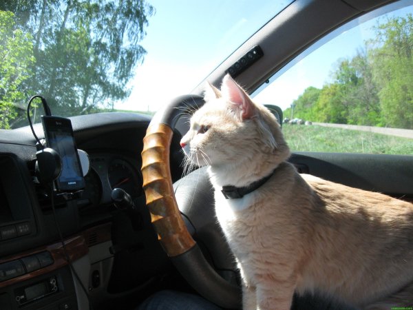 Кот за рулем грузовика