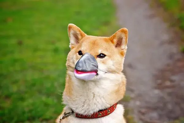 Акита и сиба ину