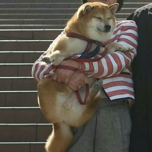 Акита-ину и сиба-ину