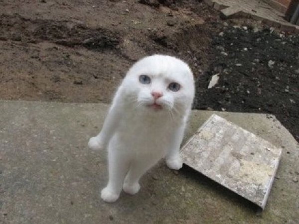 Кот с прижатыми ушами