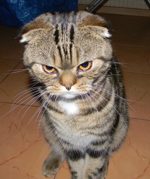 Котик обиделся