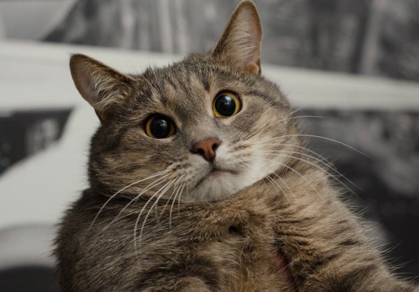 Подозрительный кот