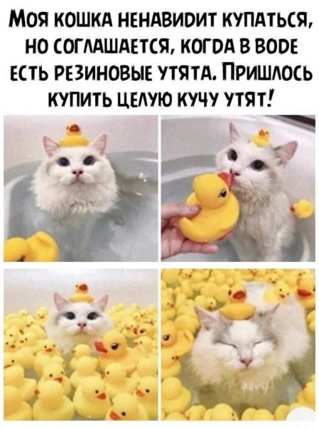 Котики для поднятия настроения