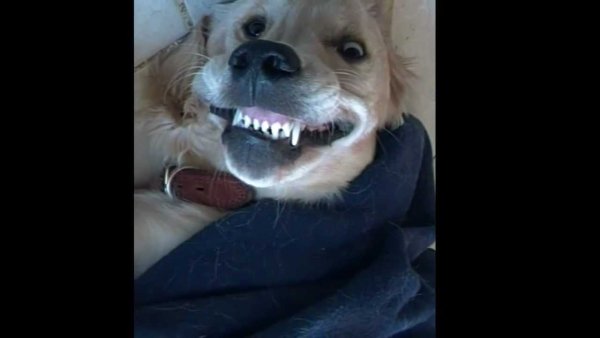 Собаки ТРОЛЛИНГ