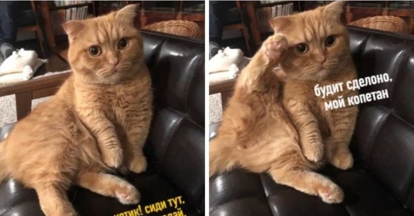 Мемы с котиками