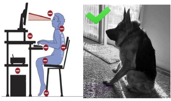 Сутулая собака за компом