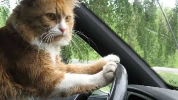 Смешной кот за рулем