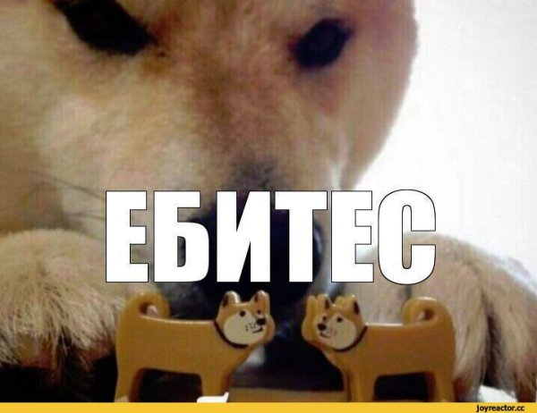 Собака варя