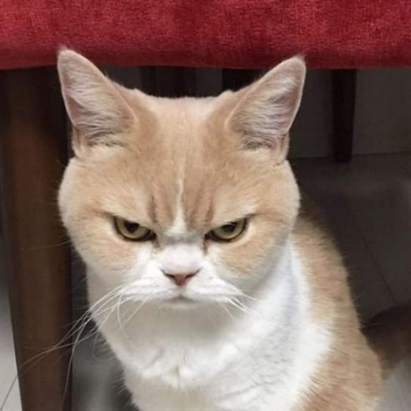 Кот обижен