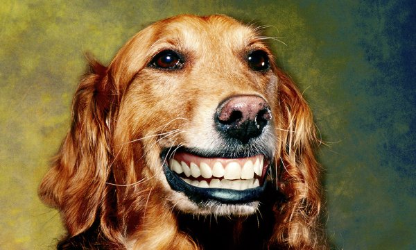 Собака с человекой улыбкой