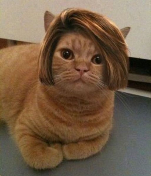 Кот с челкой