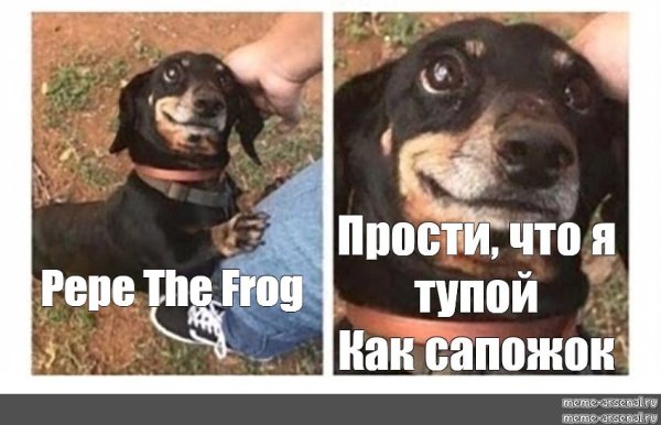 Мемы с таксами