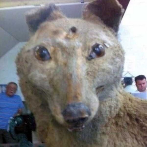 Смешные чучела животных