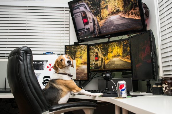 Собака за компьютером