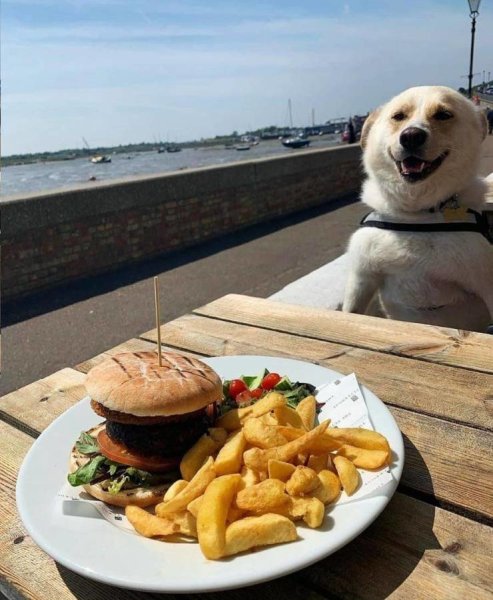 Собачка с бургером