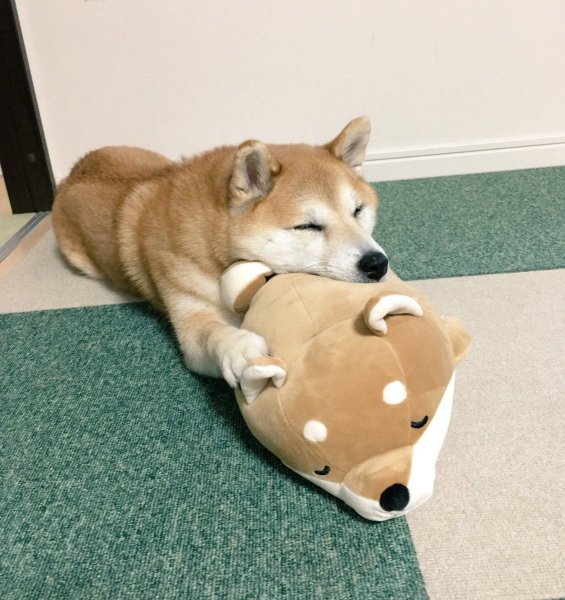 Сиба ину и Шиба ину