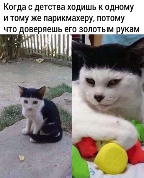 Кот с челочкой Мем