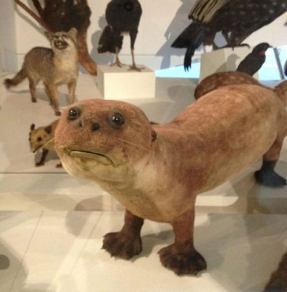 Упоротые чучела животных