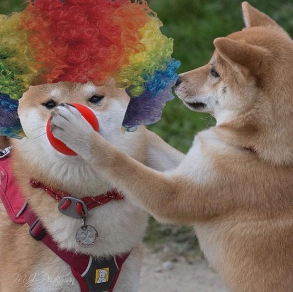 Акита ину Мем