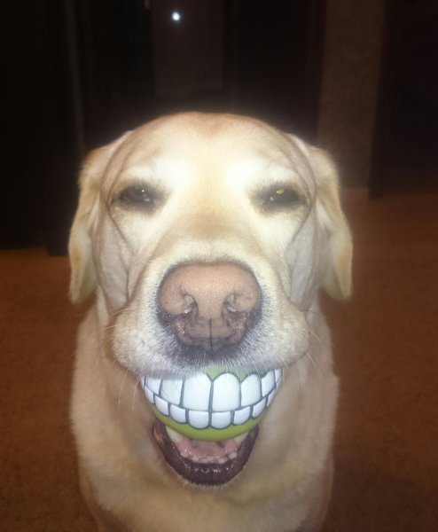 Собака улыбается