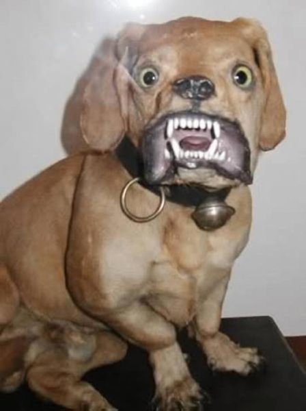 Смешные чучела животных