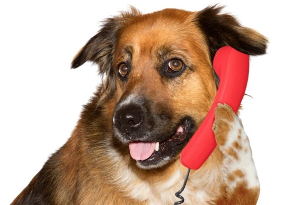 Пес с телефоном