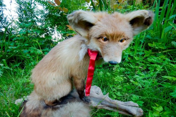 Упоротый собака