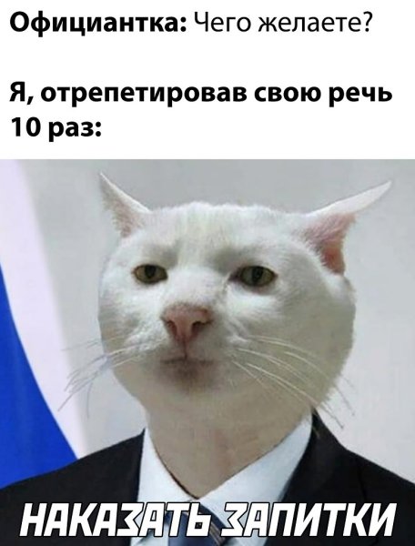 Подозрительный котик