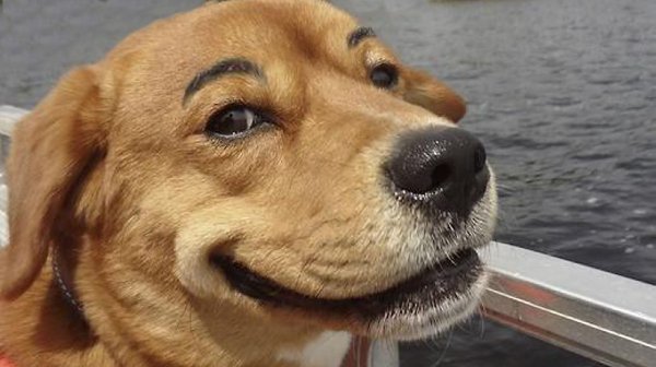 Пес улыбается