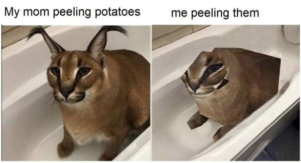 Кот шлёпа в ванной