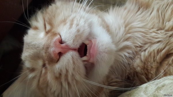 В жестком отрубе с котом