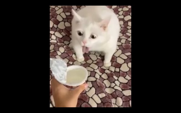 Кота тошнит