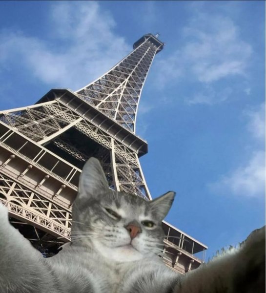 Кошка в Париже